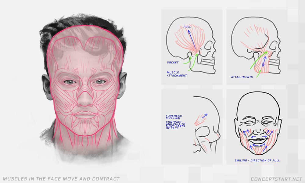 drawing-face-muscles-anatomy