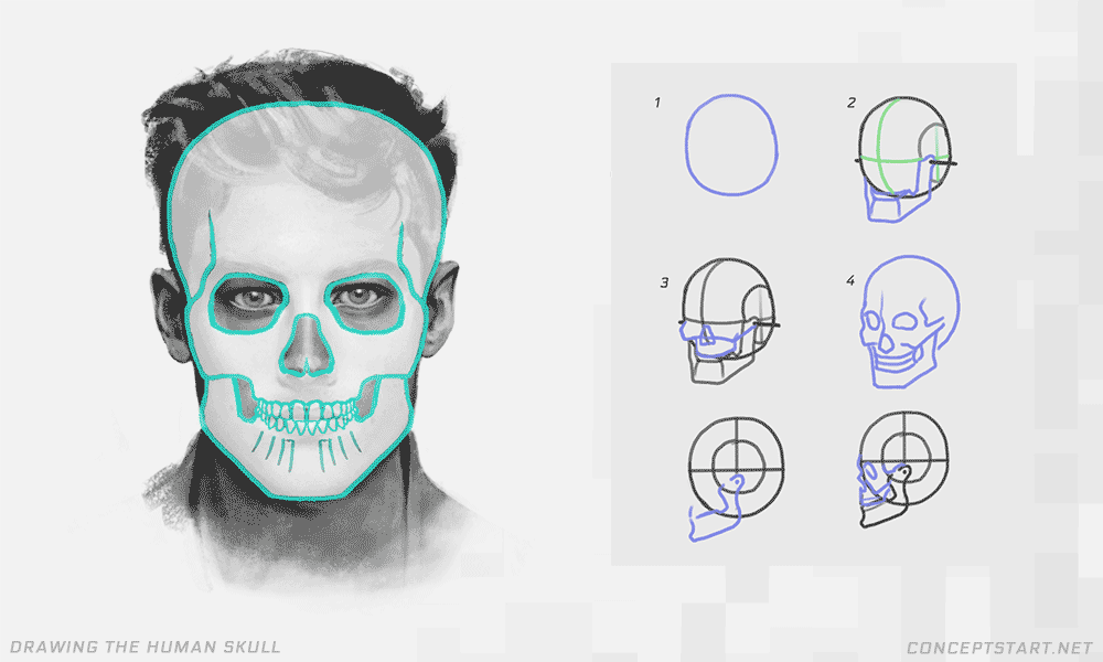 drawing-the-human-skull-for-face
